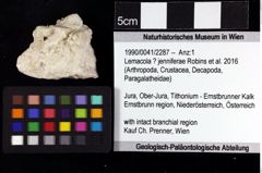 Foto (Objket + Etiketten) von Lemacola ? jenniferae (Robins et al., 2016) 